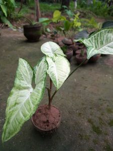 Arrowhead Plant