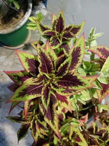 Cockscomb Celosia Seeds