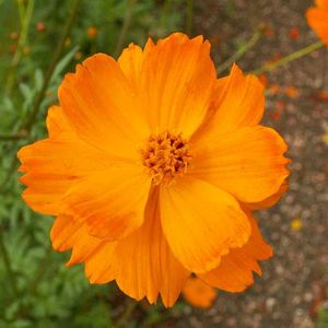 Flower Seeds Mixed
