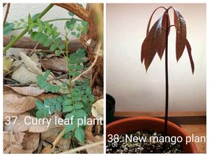 Plants