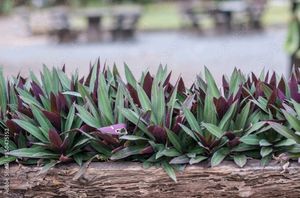Rhoeo Spathacea (Moses)-2. Real Plant