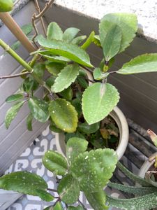 Pattarchatta Plant Sapling Cures Kidney Stone