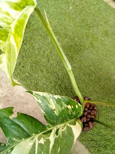 Varigated Epiprenum