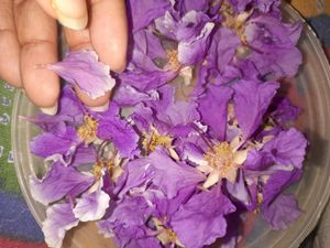 Dried FLOWER FOR RESIN ART