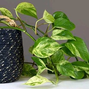 Indoor Money Live  Plant Pack Of 2