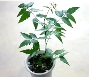 Neem Plant