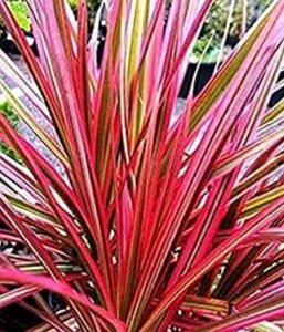 Dacina Plant Pk 1