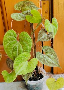 Beautiful Cissus Discolor Plant