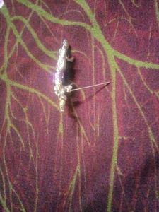 Saree Pin