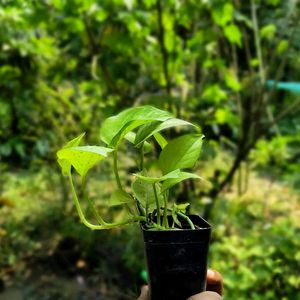 11 Plants Combo