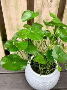 Plant Combo For Beginners