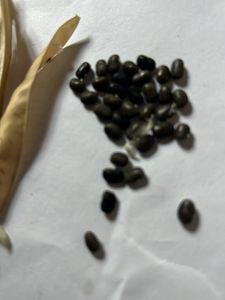 Blue Pea Flower Plant Seeds 40-50