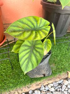Same alocasia green shield
