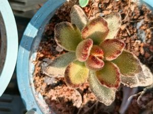 Succulent Plants