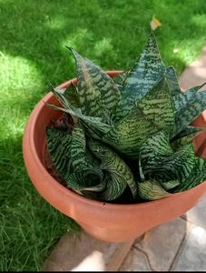 3 Varieties Of Snake Plant Or Senseveria