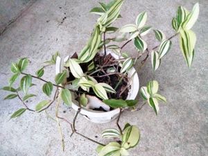 4 Varigated Plants