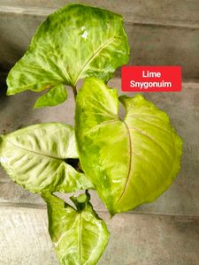 sets of plants offer