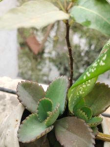 Baby plants &#34;Mother Of million&#34;