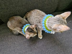 Crochet Tulip Cat Collar 🐈🌷