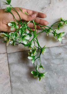 Two Different Hanging Creepers