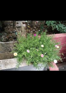 Table Rose🌹💐