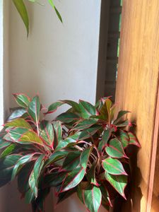 Aglaonema Plant