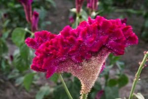 Cockscomb Celosia Seeds