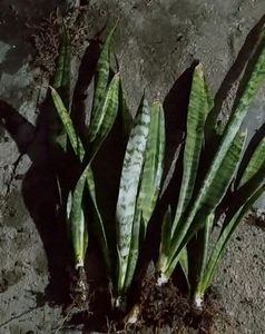 Air Purifier Snake Plant , Pack Of 2