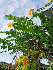 Yellow Bougainvillea Cutting Sapling