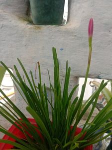 Pink Rain Lily Bulbs 3