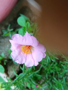 Double Petals Portulaca