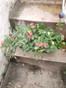 Coron Of Thorn ( Milli   )flower Plant