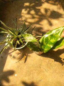 Combo Of 2 Tpye Show Plant With Healhty Root