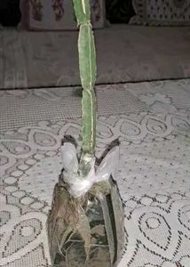 Hadjod, Cissus quadrangularis हड़जोड़