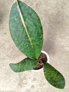 Sansevierias Air Purifying Plants