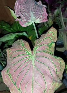 Caladium Plant