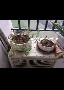Plant With Pot