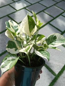 Moneyplant