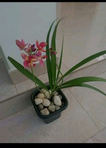 Ground Orchid