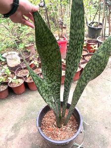 Snake Plant