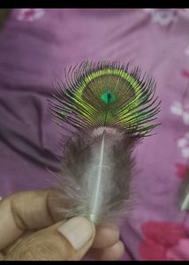 मोर पंख With Chapa