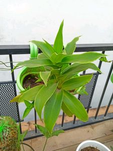 Live Basket Plant (Large, without pot)