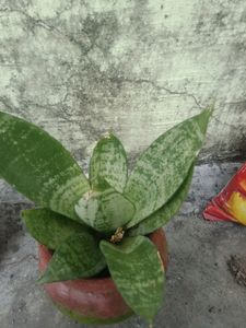 Indoor Plants