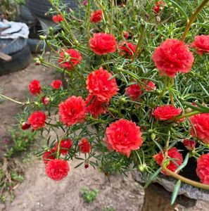 Beautiful rose moss flowesrs