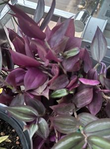 Beautiful hanging plant wandering jew