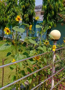 Sunflower Seeds 10 + Freebies