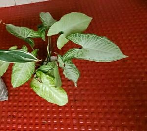 Arrowhead Plant 🌵