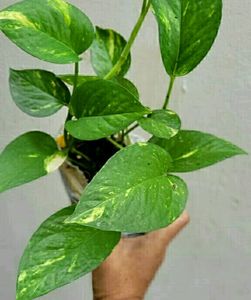 Set 2 Tulasi &amp; Monet Plant