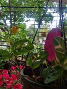Monstera adansonii, the Adanson&#39;s monster