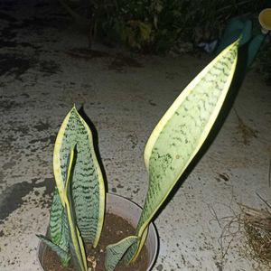3 Variety Of Sensiviria (Pups)